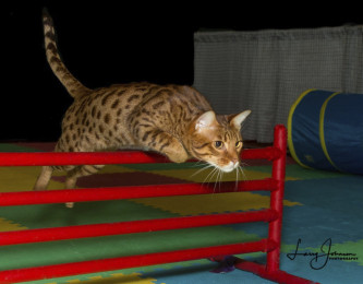 2nd Best Cat in Agility