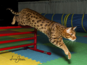 8th Best Cat in Agility